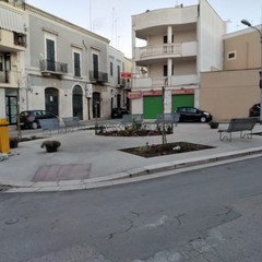 alberi messi a dimora a piazza Sorelle Agazzi