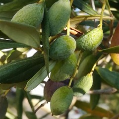 effetti della siccità sulle produzioni agricole