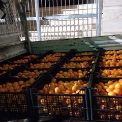frutta e generi di prima necessità distribuiti ad Andria dalla Bethel