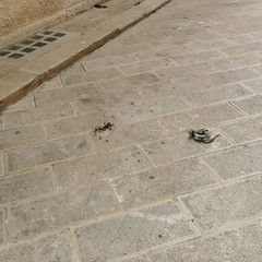 Mancata raccolta rifiuti in via Eritrea: la storia si ripete