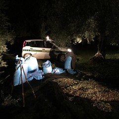 Recuperate olive dalle Guardie Campestri