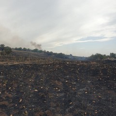 oltre 100 ettari in fumo sulla Murgia, tra Minervino ed Andria