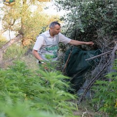 piantagione di droga