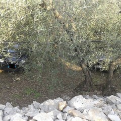 foto auto rubate