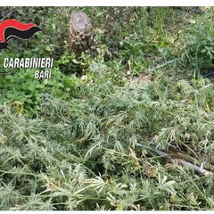 FOTO MARIJUANA