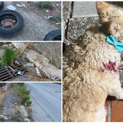 Cagnolino ferito da branco di randagi nella "terra di nessuno" della zona Pip