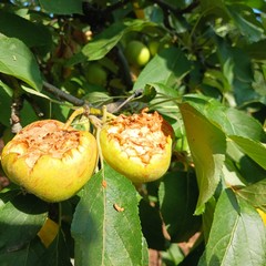frutta mangiata dai pappagalli