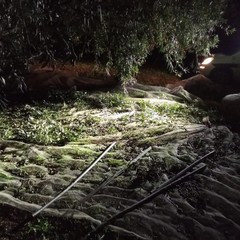Guardie campestri sventano furto di oltre 10 quintali di olive