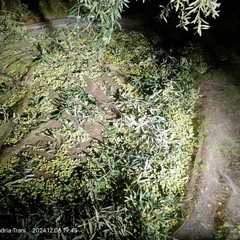 Guardie campestri sventano furto di oltre 10 quintali di olive
