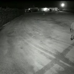 Furto in azienda agricola andriese