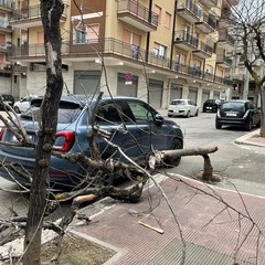 alberi spezzati dal vento