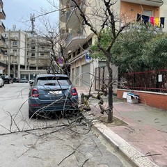 alberi spezzati dal vento