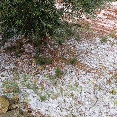 grandinata con danni alle colture ancora da valutare