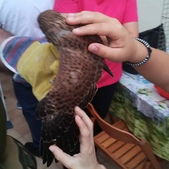 Grillaio Nesta