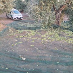 Guardie Campestri individuano e fermano tre predoni delle campagne  