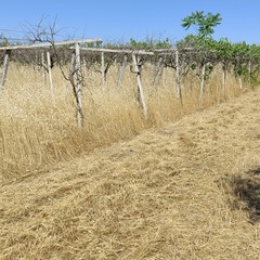 La drammatica situazione in cui versa la storica azienda agricola Papparicotta