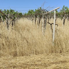 La drammatica situazione in cui versa la storica azienda agricola Papparicotta