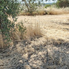 La drammatica situazione in cui versa la storica azienda agricola Papparicotta