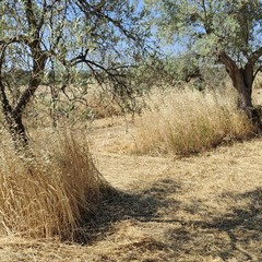 La drammatica situazione in cui versa la storica azienda agricola Papparicotta
