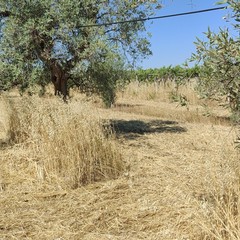 La drammatica situazione in cui versa la storica azienda agricola Papparicotta