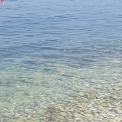 mucillagine mare di Bisceglie