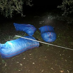 tentativo di furto di olive