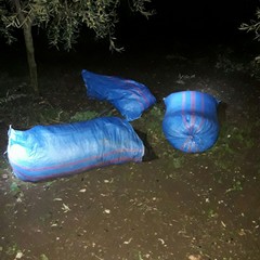 tentativo di furto di olive