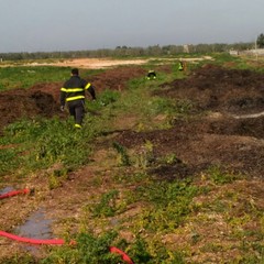 Vasto incendio sulla Bisceglie-Andria: in fiamme un cumulo di fogliame e residui di frantoio