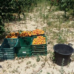 tentativo di furto di albicocche