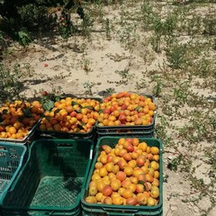 tentativo di furto di albicocche