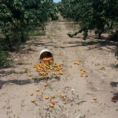 tentativo di furto di albicocche