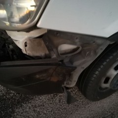 Incidente Cinghiale