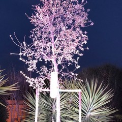 La quercia e il tasso