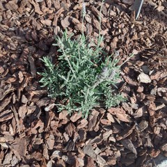 lavanda