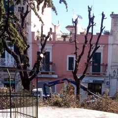 potature effettuate in piazza Catuma sui lecci esistenti