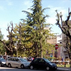 potature effettuate in piazza Catuma sui lecci esistenti
