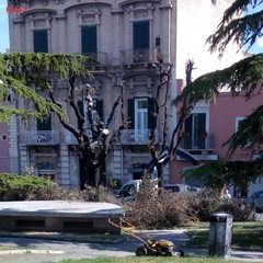 potature effettuate in piazza Catuma sui lecci esistenti