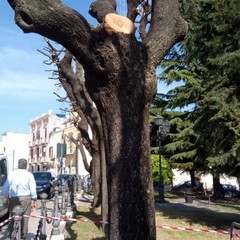potature effettuate in piazza Catuma sui lecci esistenti