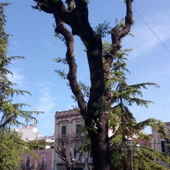 potature effettuate in piazza Catuma sui lecci esistenti