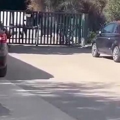 razzia di biciclette e monopattini