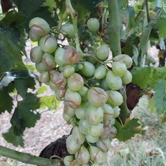 Danni in agricoltura per il maltempo