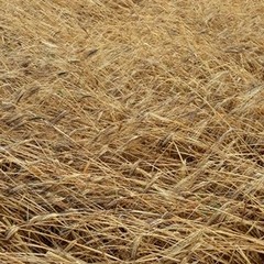 Danni in agricoltura per il maltempo