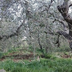 Maltempo, Coldiretti: "Strage di ulivi per il freddo"