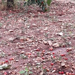 Danni in agricoltura per il maltempo