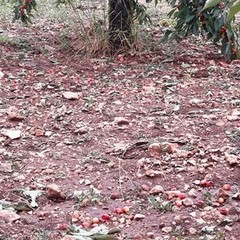 Danni in agricoltura per il maltempo