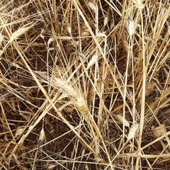 Danni in agricoltura per il maltempo