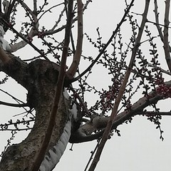 maltempo con neve e gelo