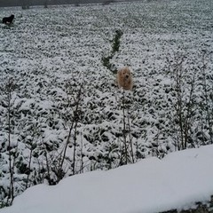 maltempo con neve e gelo