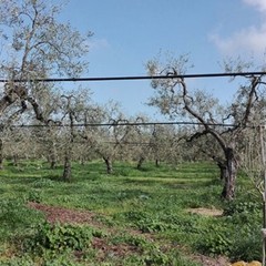 Maltempo, Coldiretti: "Strage di ulivi per il freddo"