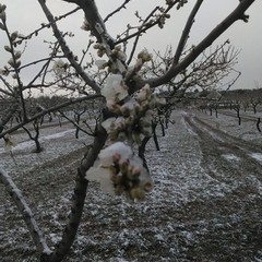 Danni per il gelo in agricoltura